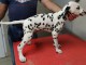 offre adorable chiots pure race  Dalmatien