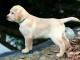 chiot labrador trois mois