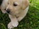 chiot labrador trois mois