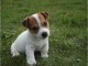  chiot jack-russell trois mois