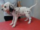 offre adorable chiots pure race  Dalmatien