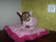  Superbes Chiots Chihuahua Pure Race 