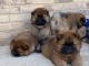 7 chiots chow chow disponibles