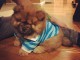 2 chiots chow chow de race pure