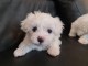 magnifiques chiots bichons maltais 