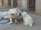  Chiots berger blanc suisse disponible