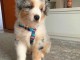  Magnifiques chiots berger australien 