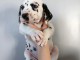 chiot dalmatien trois mois