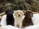 Magnifiques chiots labrador lof 