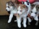 Magnifiques chiots husky siberien lof a donner 