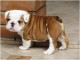 Magnifiques chiots bulldog anglais lof a donner 