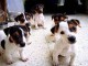 Magnifiques chiots jack russel lof 