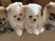 Magnifiques chiots spitz nain lof a donner 