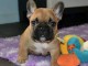 Magnifiques chiots bouledogue francais lof a donner 