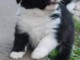 Magnifiques chiots border collie lof a donner