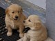 Magnifiques chiots golden retriever lof a donner 