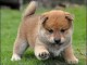 Magnifiques chiots shiba inu lof a donner 