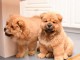 Magnifiques chiots chow chow lof a donner