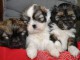 Magnifiques chiots lhassa apso lof a donner 