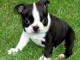 Magnifiques chiots boston terrier lof a donner 