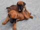 Magnifiques chiots boxer lof a donner 