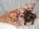 Magnifiques chiots chihuahua lof a donner 