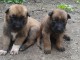 Magnifiques chiots berger malinois lof a donner 