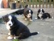 Magnifiques chiots bouvier bernois lof a donner 