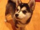 Magnifiques chiots pomsky lof a donner 