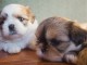 Magnifiques chiots shih tzu lof a donner 