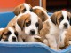 Magnifiques chiots saint bernard lof a donner 