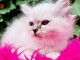 superbes chatons de race Sacre Birmanie LOOF