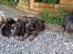 Magnifique Chiots Berger Allemand âgés de 03 Mois