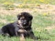 Magnifique Chiots Berger Allemand âgés de 03 Mois