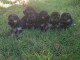 Magnifique Chiots Berger Allemand âgés de 03 Mois