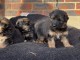 magnifiques Chiots Berger Allemand LOF