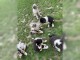 CHIOTS BERGER AUSTRALIEN DISPO DE SUITE