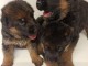 chiots Berger allemand  dispo