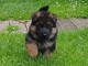 chiots Berger allemand  dispo