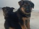 chiots Berger allemand  dispo