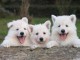 Chiots Berger Blanc Suisse