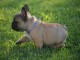 À donner chiot bouledogue français rouge fauve