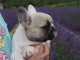 A donner chiot bouledogue français femelle