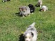 CHIOTS BERGER AUSTRALIEN DISPO DE SUITE