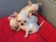 Donne Sublime mini mâle et femelle chihuahua LOF 3 mois