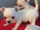 Donne Sublime mini mâle et femelle chihuahua LOF 3 mois