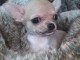 Donner chiot bébés chihuahua femelle