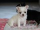 A Donner Chiot Chihuahua très belle femelle inscrit à LOF