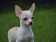 A donner chiot chihuahua très belle femelle
