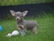 Chiots chihuahua femelle disponible de suite